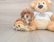 7 week old Poodle Puppy For Sale - Seaside Pups