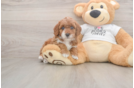 Funny Poodle Purebred Pup