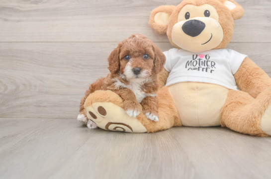 Funny Poodle Purebred Pup