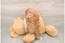 Small Poodle Baby