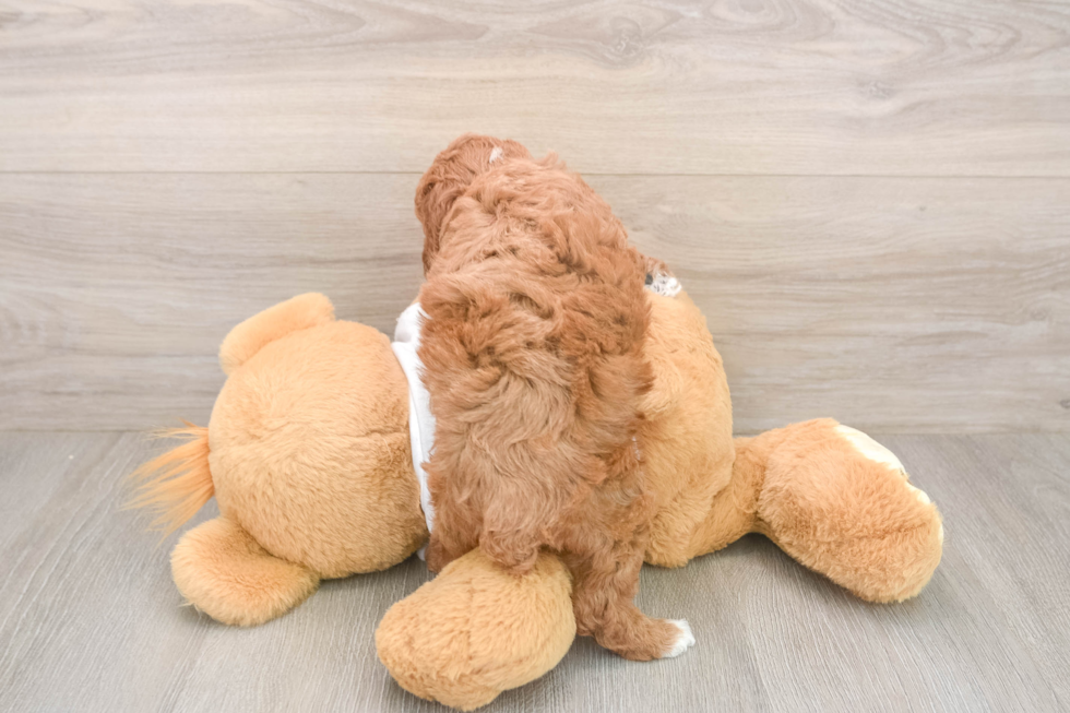 Small Poodle Baby