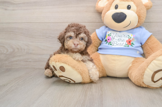Poodle Puppy for Adoption