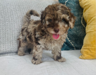 11 week old Poodle Puppy For Sale - Seaside Pups