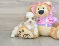 7 week old Poodle Puppy For Sale - Seaside Pups