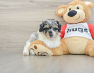 7 week old Poodle Puppy For Sale - Seaside Pups