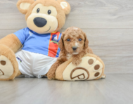 6 week old Poodle Puppy For Sale - Seaside Pups
