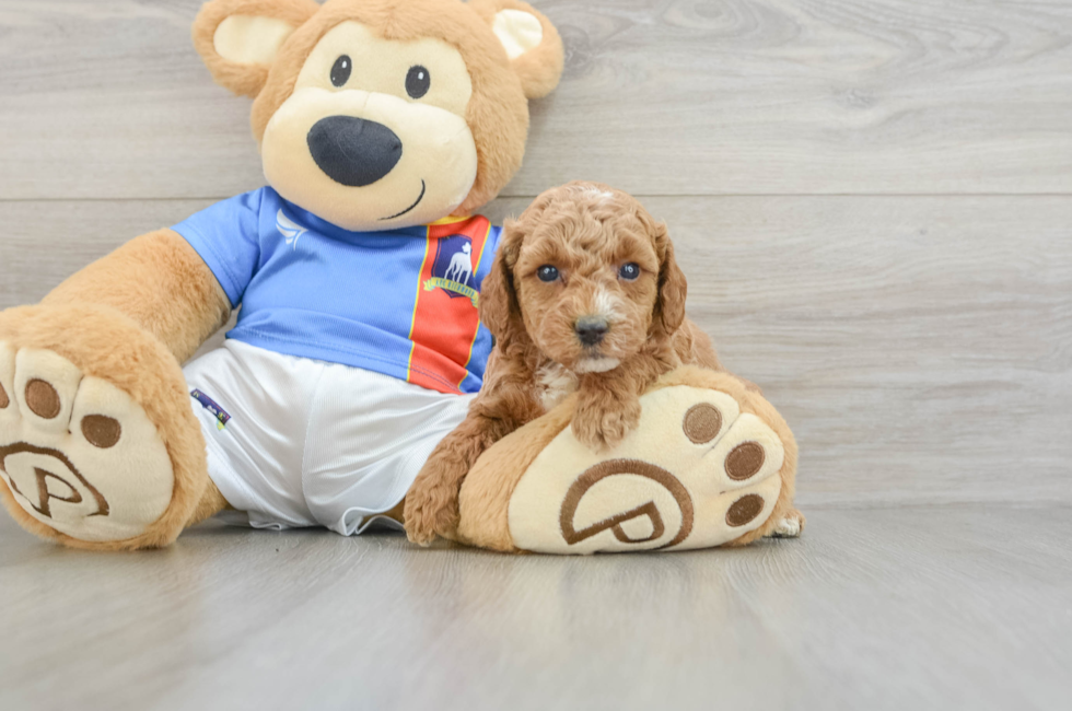 6 week old Poodle Puppy For Sale - Seaside Pups