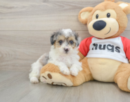 7 week old Poodle Puppy For Sale - Seaside Pups