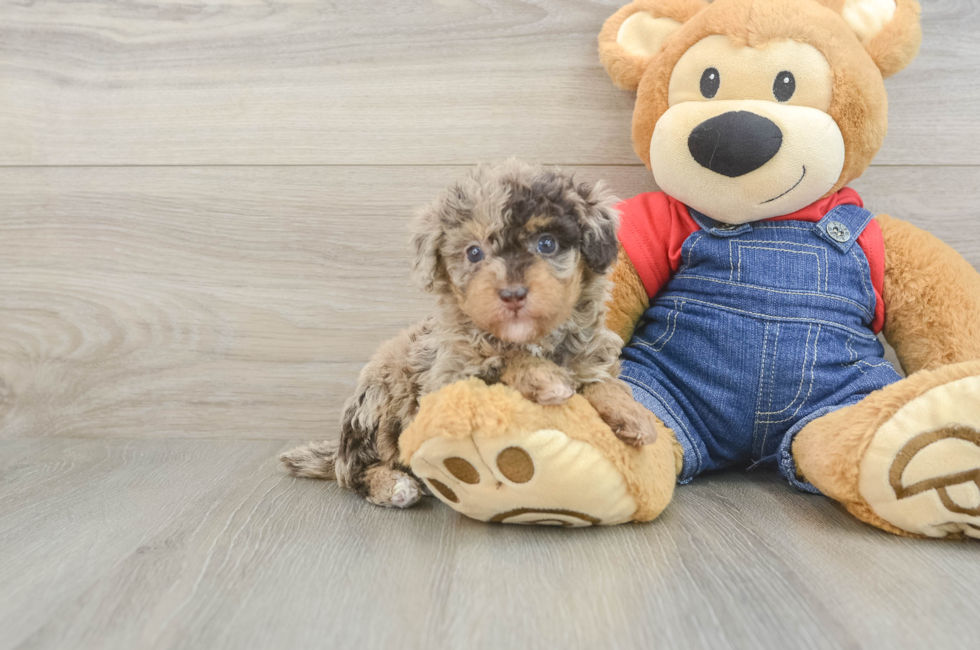 5 week old Poodle Puppy For Sale - Seaside Pups