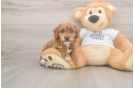 Poodle Pup Being Cute