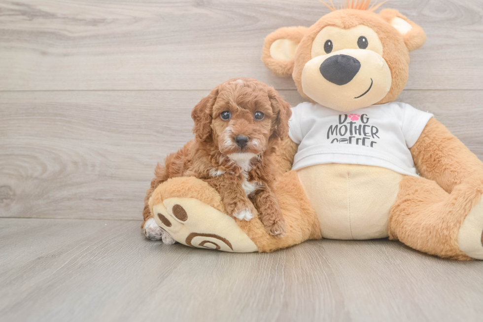 Poodle Pup Being Cute