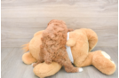Adorable Toy Poodle Purebred Puppy
