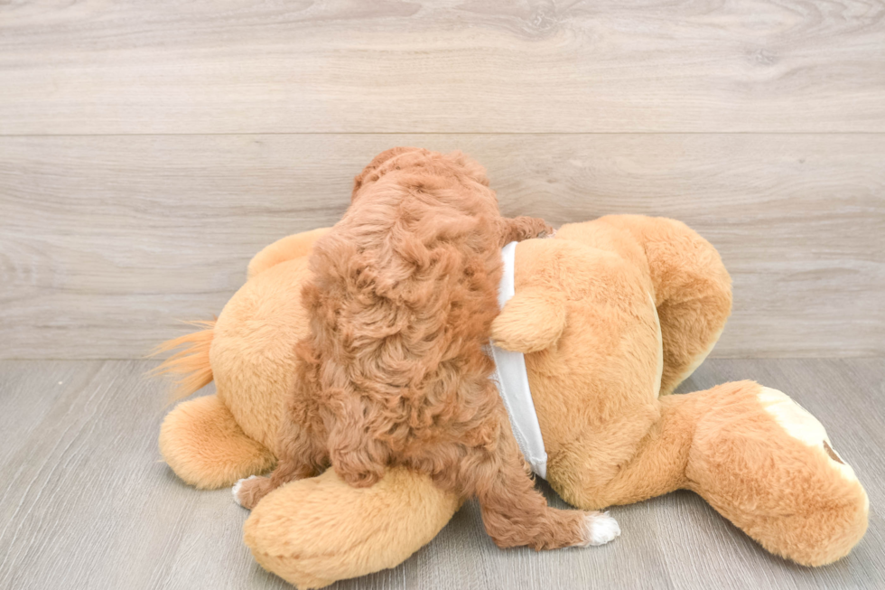Adorable Toy Poodle Purebred Puppy