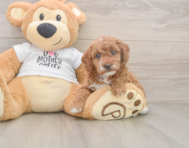 7 week old Poodle Puppy For Sale - Seaside Pups