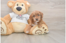 Poodle Puppy for Adoption