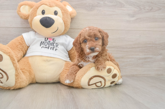 Poodle Puppy for Adoption