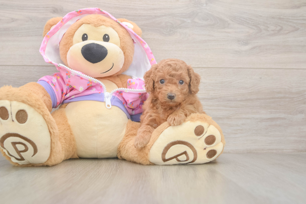 Poodle Puppy for Adoption