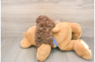 Poodle Puppy for Adoption