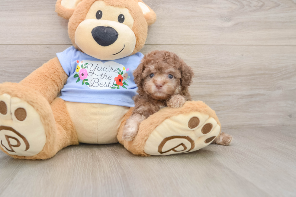 Poodle Puppy for Adoption