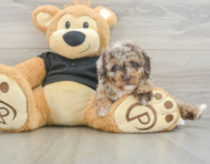 6 week old Poodle Puppy For Sale - Seaside Pups
