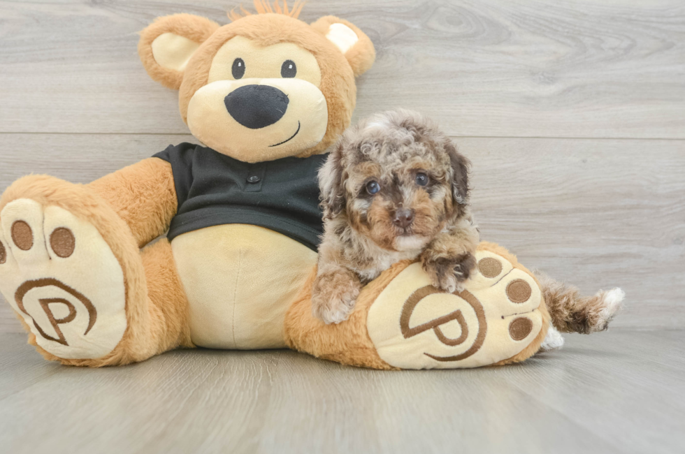 5 week old Poodle Puppy For Sale - Seaside Pups