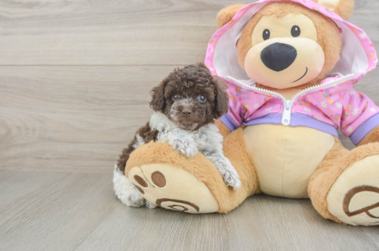 Small Poodle Baby