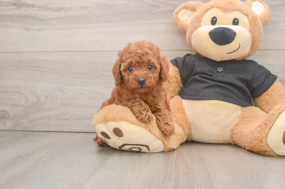5 week old Poodle Puppy For Sale - Seaside Pups