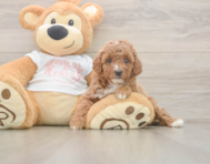 5 week old Poodle Puppy For Sale - Seaside Pups