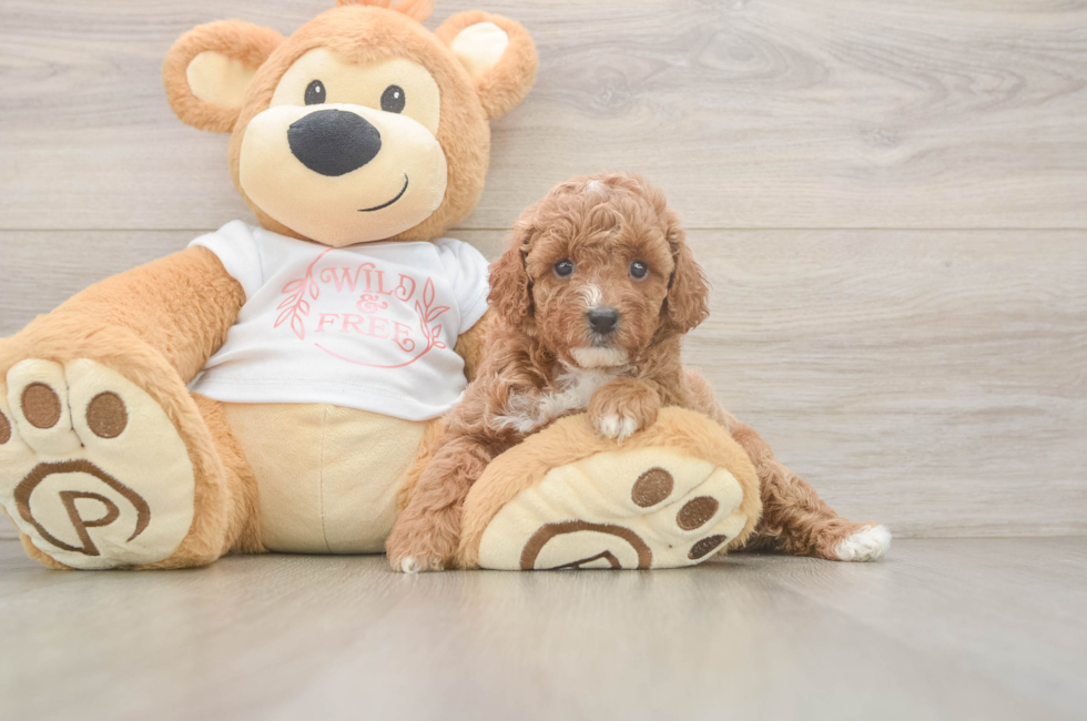 5 week old Poodle Puppy For Sale - Seaside Pups