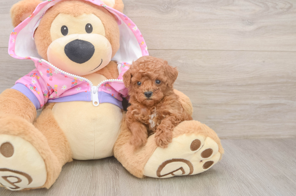 5 week old Poodle Puppy For Sale - Seaside Pups