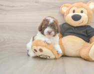 9 week old Poodle Puppy For Sale - Seaside Pups