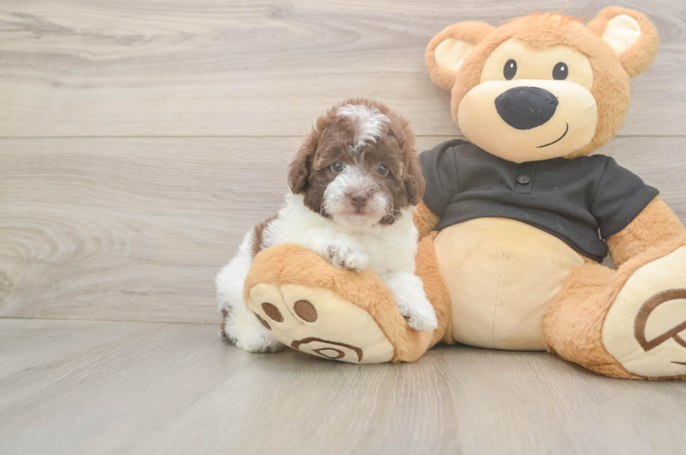 5 week old Poodle Puppy For Sale - Seaside Pups