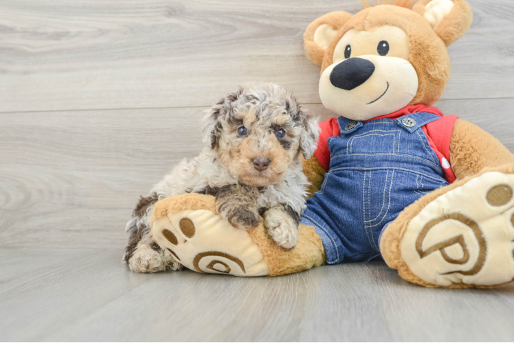 Poodle Pup Being Cute