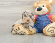 7 week old Poodle Puppy For Sale - Seaside Pups