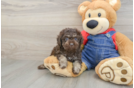 Little Poodle Purebred Pup