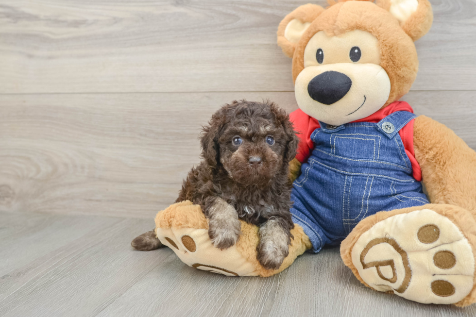 Little Poodle Purebred Pup