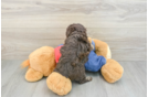 Best Poodle Baby