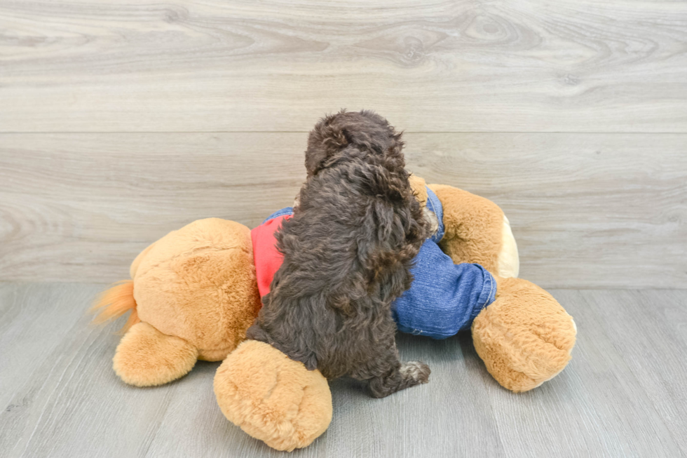Best Poodle Baby