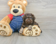 7 week old Poodle Puppy For Sale - Seaside Pups
