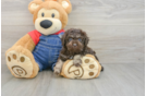 Poodle Puppy for Adoption