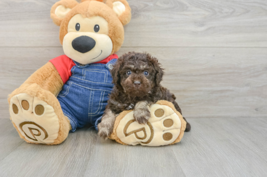 Poodle Puppy for Adoption