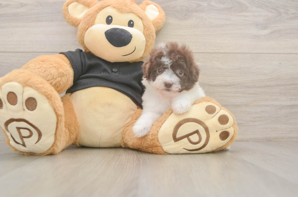 5 week old Poodle Puppy For Sale - Seaside Pups