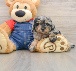 9 week old Poodle Puppy For Sale - Seaside Pups