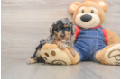 Akc Registered Poodle Purebred Pup