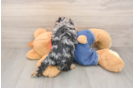 Small Poodle Purebred Pup