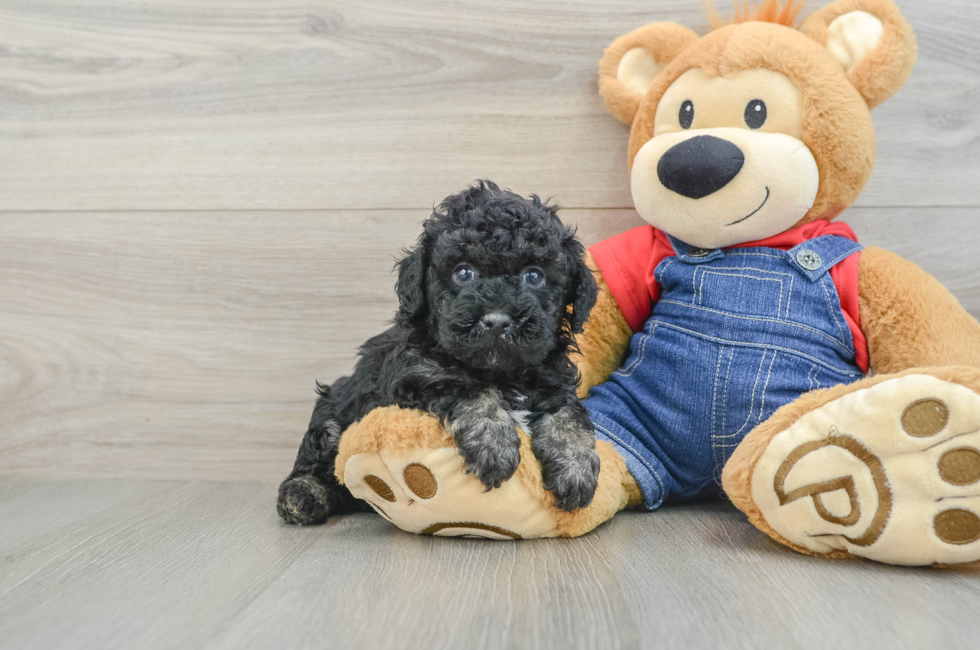 5 week old Poodle Puppy For Sale - Seaside Pups