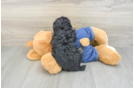 Fluffy Caniche Purebred Puppy