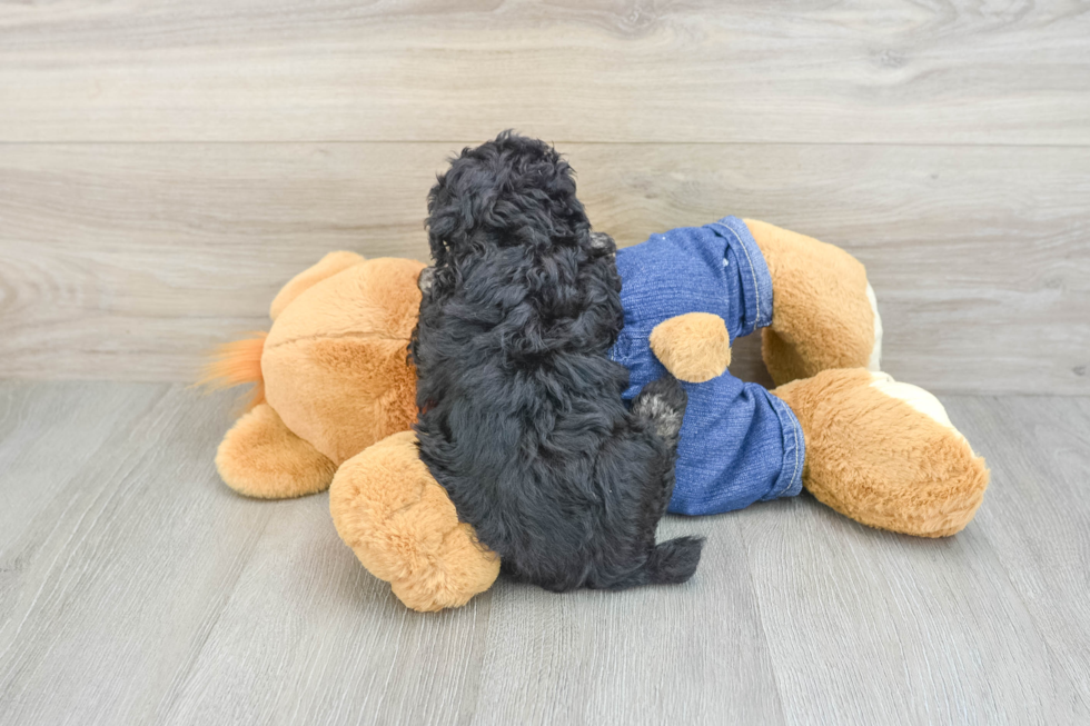 Fluffy Caniche Purebred Puppy