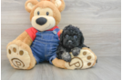 Poodle Pup Being Cute