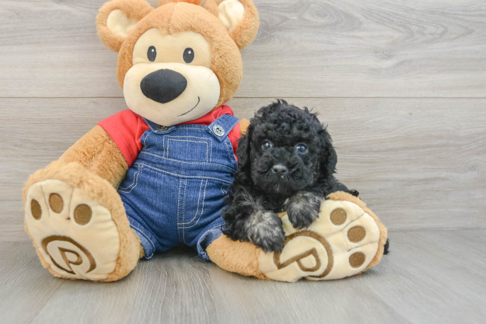 Poodle Pup Being Cute